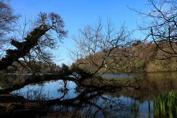 Fallen Tree in a Scottish Loch at Dusk