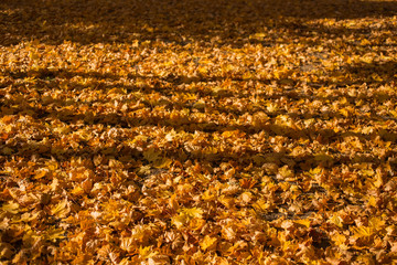 Field of maple leaves. Autumn carpet. Trees threw off foliage. Shadows on the ground.