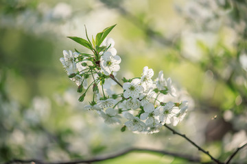 Cherry flowers frame