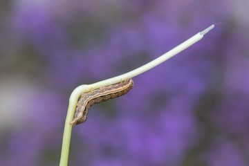 caterpillar on leaf