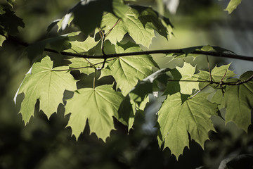 Maple leaves background