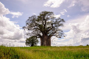 Baoba in Tarangire