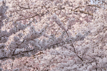 Peak bloom on the Cherry Blossom trees around the Tidal Basin during the 2019 Washington DC Cherry Blossom Festival in Pinks and whites