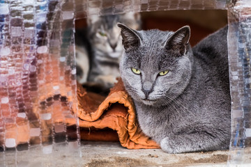 Chat Gris Photos Royalty Free Images Graphics Vectors