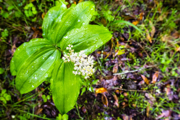 Feathery false lily of the valley (Maianthemum racemosum) blooming in a forest in San Francisco bay area, California