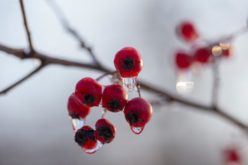 Frozen forest. Crataegus, commonly called hawthorn, quickthorn, thornapple, May-tree,  whitethorn, or hawberry. Winter icing of plants. Light swirly bokeh.