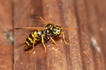 Detailed macro shot of european paper wasp (Polistes dominula)