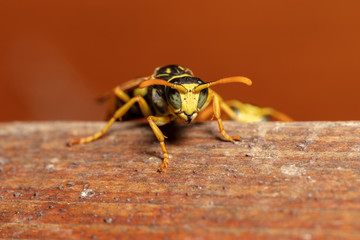 Detailed macro shot of european paper wasp (Polistes dominula)