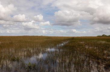 Florida Everglades Swamp River