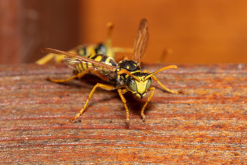 Detailed macro shot of european paper wasp (Polistes dominula)