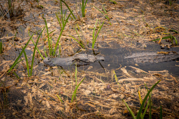 Alligators swimming in swamp