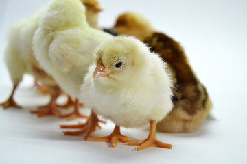 Chicks isolated on white background little chickens