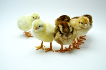 Chicks isolated on white background little chickens