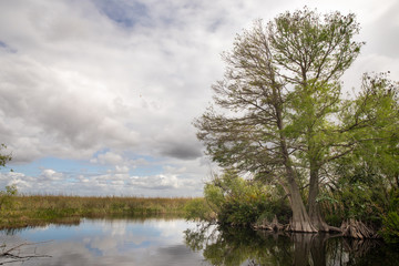 Cypress Trees Growing in Marsh Swamp