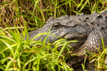 Alligator in Florida Everglades