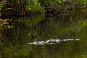 Naklejka na ściany i meble Alligator in Florida Everglades Swimming