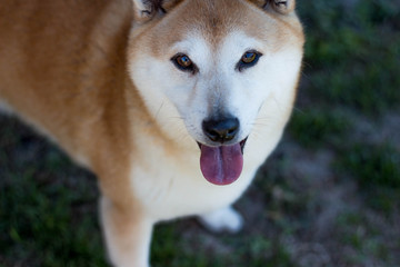Shiba Inu Dog 
