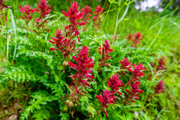 Indian Warrior (Pedicularis densiflora) wildflowers growing on a meadow, San Francisco bay area, California