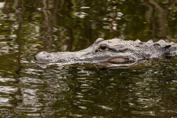 Alligator in Florida Everglades Swimming