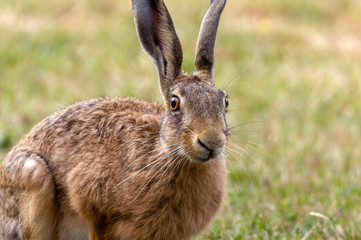 Close-up of a cute brown hare