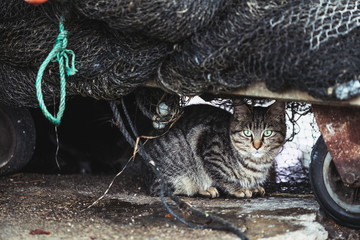 Chat tigré qui se cache