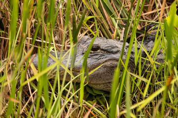 Alligator Hiding in Florida Everglades Grass