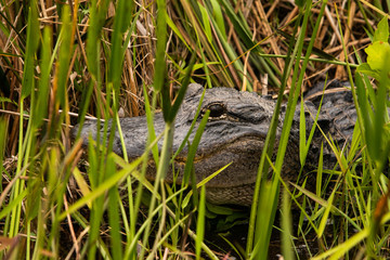 Alligator Hiding in Florida Everglades Grass