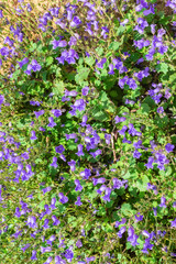 Obraz premium purple flowers in the garden for backgrounds