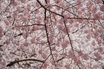 Peak bloom on the Cherry Blossom trees around the Tidal Basin during the 2019 Washington DC Cherry Blossom Festival in Pinks and whites