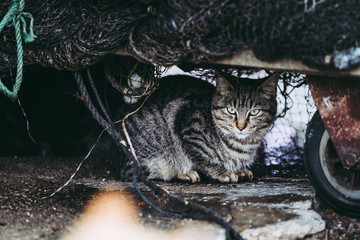 Chat tigré caché sous une barque