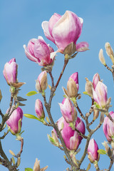 magnolia flower blue sky