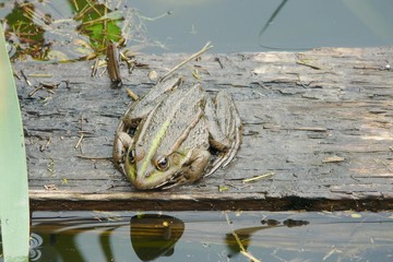 Żaba zielona (Pelophylax)