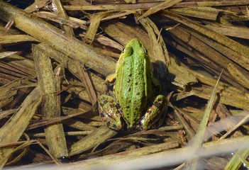 Żaba zielona (Pelophylax)
