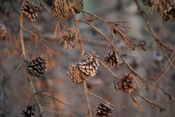 Pinecones on branches in sunlight