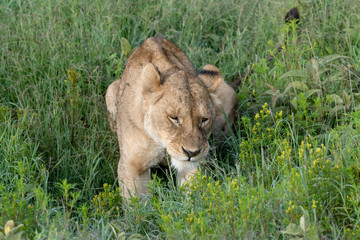 Portrait Lion in Ngorongoro