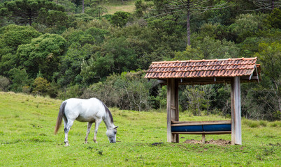 Fototapeta na wymiar Cavalo branco no campo