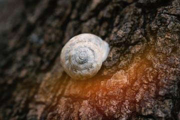 Snails climb on the tree. Snail on the tree in the garden. Snail gliding on the wet wooden texture....