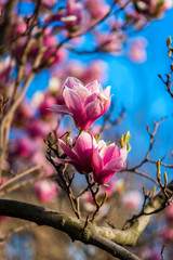 Magnolia. Large pink flowers on a magnolia tree. Spring in the park. Evening park. Blooming tree. Flowers and buds. Large magnolia tree