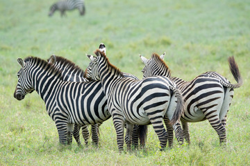 Fototapeta na wymiar Portrait group of Zebra Manyara