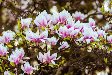 Naklejka premium Magnolia. Large pink flowers on a magnolia tree. Spring in the park. Evening park. Blooming tree. Flowers and buds. Large magnolia tree