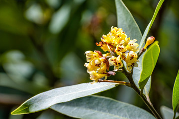 Close up of California bay laurel (Umbellularia) flowers; dark background