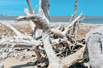 driftwood