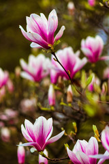 Magnolia. Large pink flowers on a magnolia tree. Spring in the park. Evening park. Blooming tree. Flowers and buds. Large magnolia tree