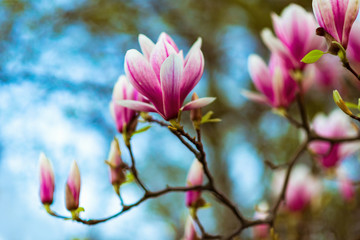 Magnolia. Large pink flowers on a magnolia tree. Spring in the park. Evening park. Blooming tree. Flowers and buds. Large magnolia tree