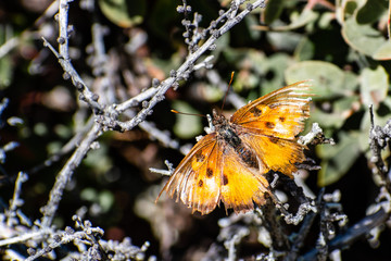 Close up of Satyr Comma butterfly (Polygonia satyrus) with tattered wings, San Francisco bay area, California