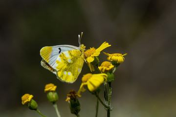 Pieridae / Zegris / / Zegris eupheme