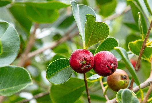 Ara&ccedil;a vermelho