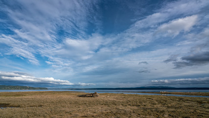 Tidal Lands Marsh On Puget Sound
