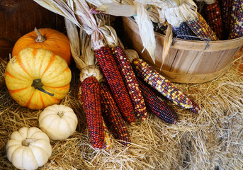 colorful Indian corn and colorful pumpkins decoration on hay © nd700