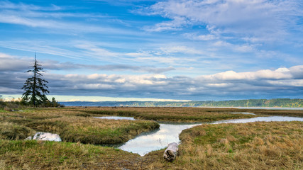 Tidal Lands Marsh On Puget Sound